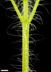 Veronica hederifolia. Part of stem showing arrangement of hairs. Scale = 1 mm.
 Image: P.J. Garnock-Jones © P.J. Garnock-Jones CC-BY-NC 3.0 NZ